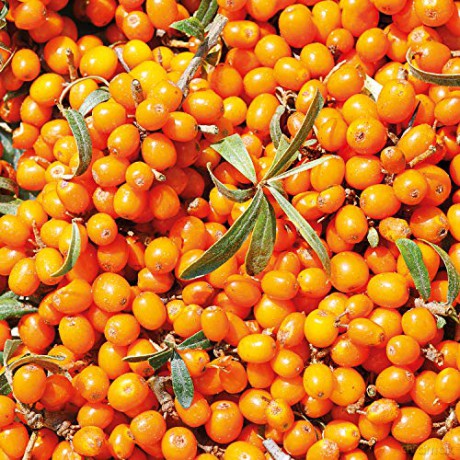 Organic sea buckthorn juice - Volume: 200 ml