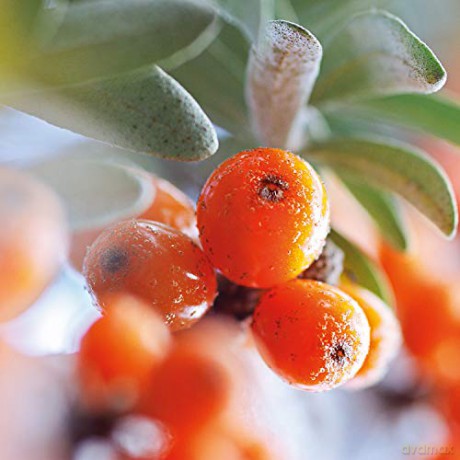 Organic sea buckthorn juice - Volume: 200 ml
