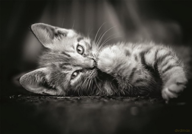 CLEMENTONI 1000 el. Kitty [PUZZLE]