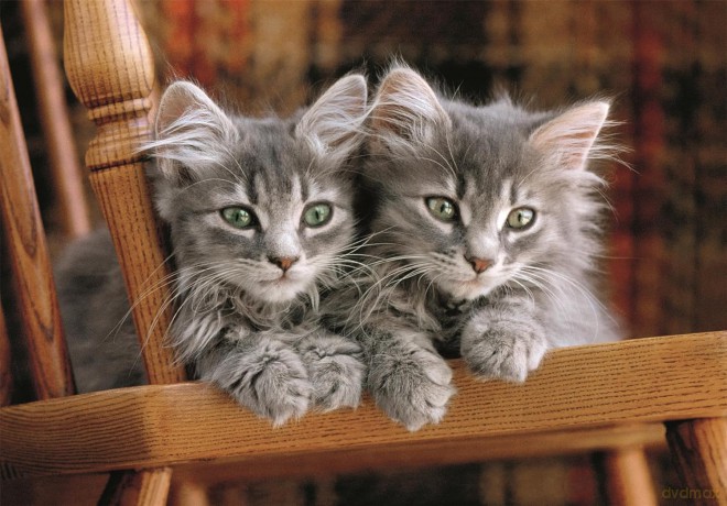 CLEMENTONI 500 el. Kittens [PUZZLE]