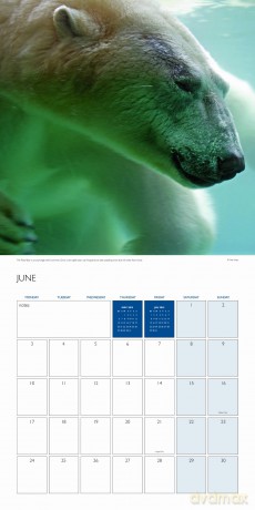 Official BBC Earth - Oceans 2013 Calendar [Winyl]