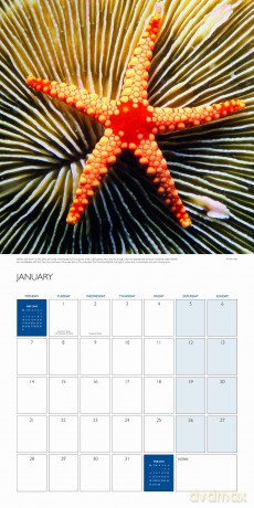 Official BBC Earth - Oceans 2013 Calendar [Winyl]