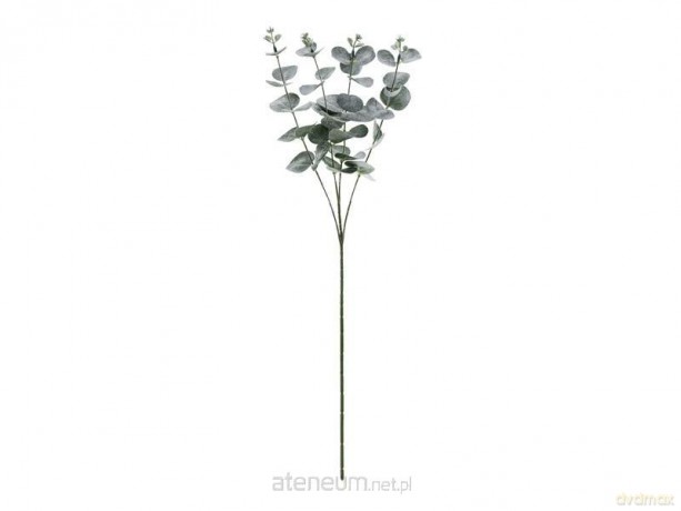 Gałązka Eukaliptus 60cm