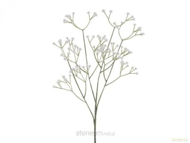 Gipsówka biała 62cm