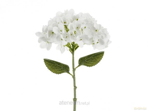 Hortensja biała 35cm
