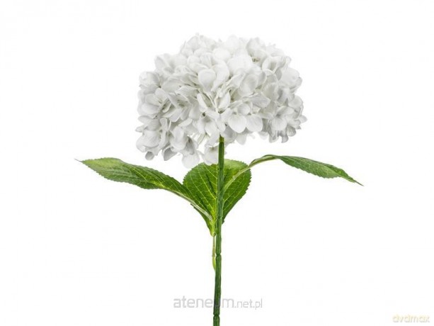 Hortensja Premium biała 69cm