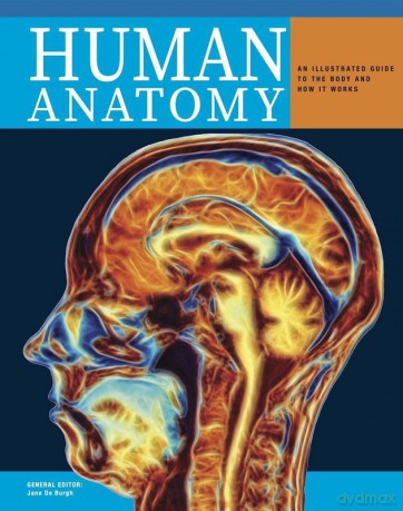Human Anatomy wer. Angielska - Jane de Burgh [KSIĄŻKA]