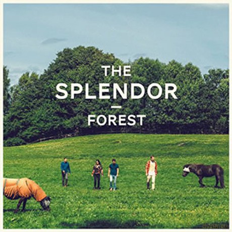 Splendor: Forest [Winyl]