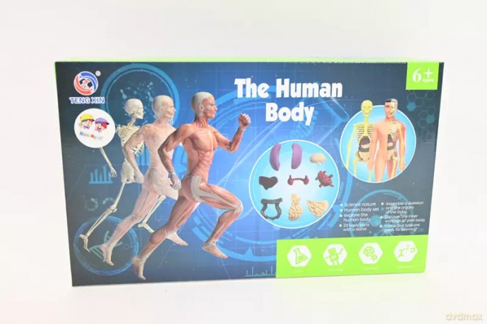 Model anatomiczny ludzkie ciało 2002086 20868