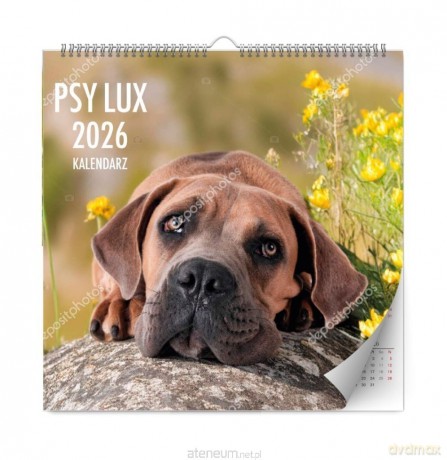 Kalendarz 2026 ścienny lux psy [KALENDARZ]