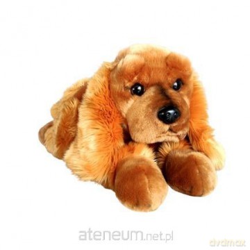 Pies Spaniel 62cm