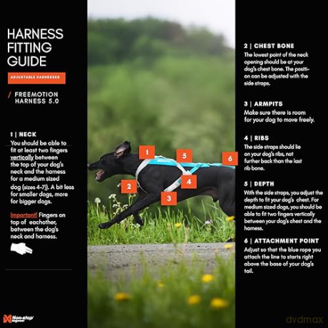 Non-Stop - Harness Freemotion 5.0 - Black/Orange - 3
