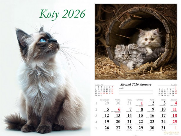 Kalendarz 2026 ścienny 13-k Koty [KALENDARZ]