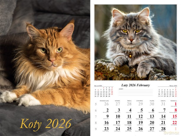Kalendarz 2026 ścienny 7-k Koty [KALENDARZ]