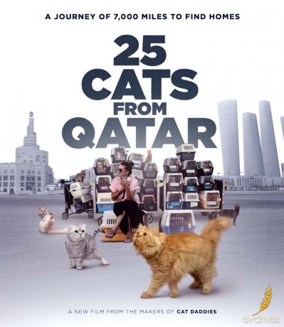 25 Cats From Qatar [Blu-Ray]