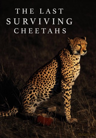 The Last Surviving Cheetahs [DVD]
