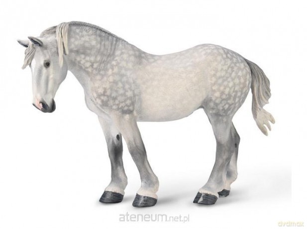 Klacz percheron siwa jabłkowita