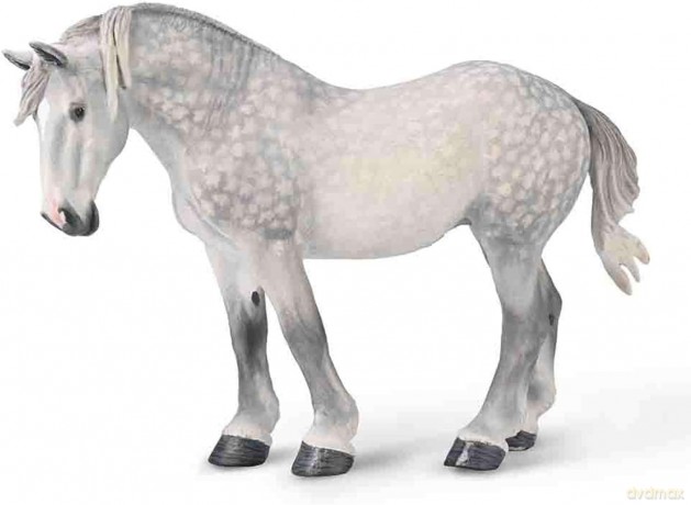 Klacz percheron siwa jabłkowita