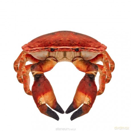Krab słonowodny 26cm