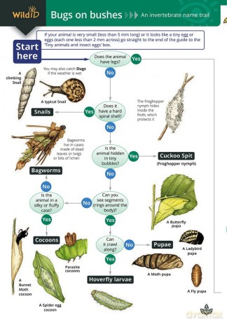 Bugs On Bushes: An Invertebrate Name Trail: Occasional Publication 77 (WildID) [KSIĄŻKA]