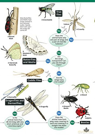 Bugs On Bushes: An Invertebrate Name Trail: Occasional Publication 77 (WildID) [KSIĄŻKA]