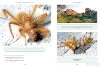 The Wonder Cabinet of Fabulous Insects: Secrets of the World's Rarest and Strangest Insects - Denis Richard [KSIĄŻKA]