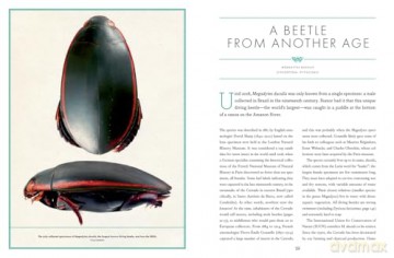The Wonder Cabinet of Fabulous Insects: Secrets of the World's Rarest and Strangest Insects - Denis Richard [KSIĄŻKA]