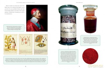 The Wonder Cabinet of Fabulous Insects: Secrets of the World's Rarest and Strangest Insects - Denis Richard [KSIĄŻKA]