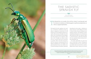 The Wonder Cabinet of Fabulous Insects: Secrets of the World's Rarest and Strangest Insects - Denis Richard [KSIĄŻKA]