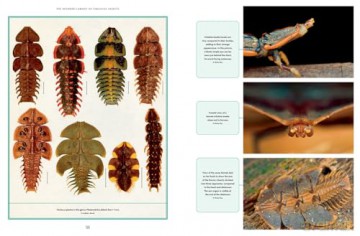 The Wonder Cabinet of Fabulous Insects: Secrets of the World's Rarest and Strangest Insects - Denis Richard [KSIĄŻKA]