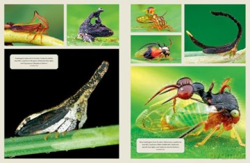 The Wonder Cabinet of Fabulous Insects: Secrets of the World's Rarest and Strangest Insects - Denis Richard [KSIĄŻKA]