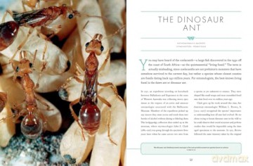 The Wonder Cabinet of Fabulous Insects: Secrets of the World's Rarest and Strangest Insects - Denis Richard [KSIĄŻKA]