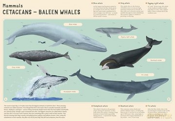 Encyclopedia of Undersea Life for Young Readers: 4 (Encyclopedias for Young Readers) - Bohdana Jarosova [KSIĄŻKA]