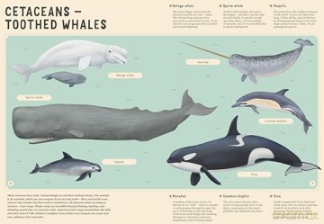 Encyclopedia of Undersea Life for Young Readers: 4 (Encyclopedias for Young Readers) - Bohdana Jarosova [KSIĄŻKA]