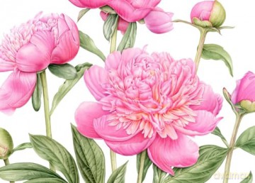 The Souls of Flowers: The Loveliest Flowers in Our Meadows and Gardens (Large Encyclopedias) - Pavlina Kourkova [KSIĄŻKA]