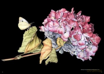 The Souls of Flowers: The Loveliest Flowers in Our Meadows and Gardens (Large Encyclopedias) - Pavlina Kourkova [KSIĄŻKA]
