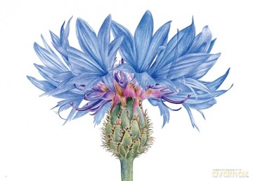 The Souls of Flowers: The Loveliest Flowers in Our Meadows and Gardens (Large Encyclopedias) - Pavlina Kourkova [KSIĄŻKA]
