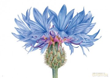 The Souls of Flowers: The Loveliest Flowers in Our Meadows and Gardens (Large Encyclopedias) - Pavlina Kourkova [KSIĄŻKA]