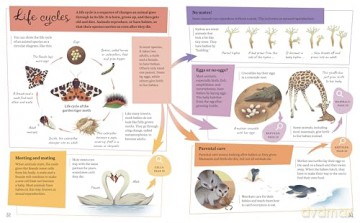 Mind Maps: Biology for Kids - Anna Claybourne [KSIĄŻKA]
