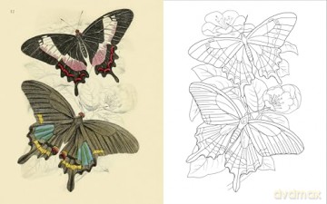 The Butterflies Colouring Book: Hardback Gift Edition (Hardback Vintage Colouring) - Peter Gray [KSIĄŻKA]