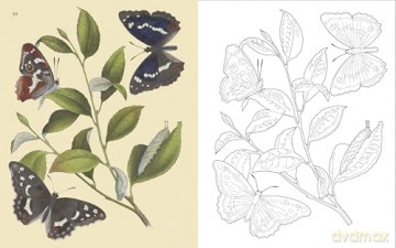 The Butterflies Colouring Book: Hardback Gift Edition (Hardback Vintage Colouring) - Peter Gray [KSIĄŻKA]