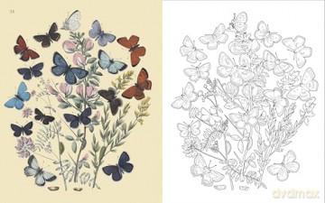 The Butterflies Colouring Book: Hardback Gift Edition (Hardback Vintage Colouring) - Peter Gray [KSIĄŻKA]
