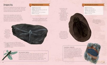 The Fossil Hunter Handbook: Identification Guides for 50 Key Fossils (Arcturus Explorer Handbooks) - William Potter [KSIĄŻKA]