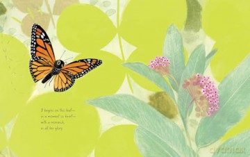 The Monarch (Honeybee and Friends) - Kirsten Hall [KSIĄŻKA]