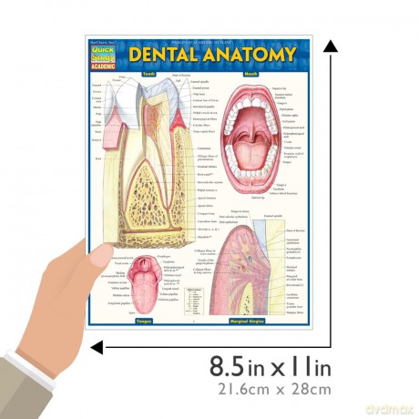 Dental Anatomy (Quick Study Academic) - Vincent Perez [KSIĄŻKA]
