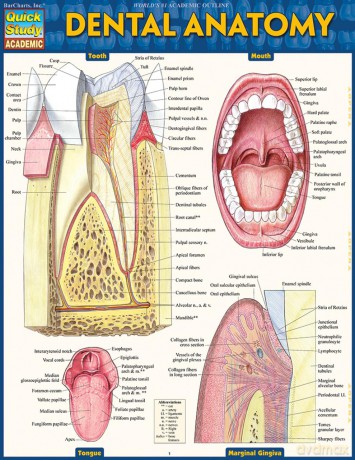 Dental Anatomy (Quick Study Academic) - Vincent Perez [KSIĄŻKA]