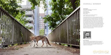 British Wildlife Photography Awards 13 - Will Nicholls [KSIĄŻKA]