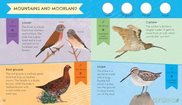 RSPB Nature Spotter: Birds: A children's sticker guidebook to over 60 British birds - Catherine Brereton [KSIĄŻKA]
