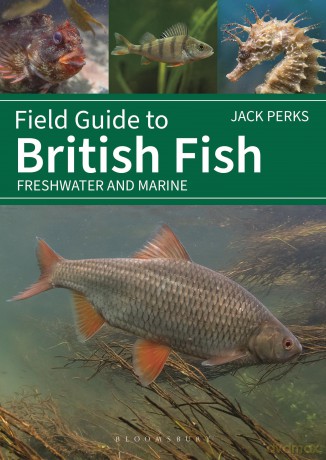 Field Guide to British Fish: Freshwater and Marine (Bloomsbury Naturalist) - Jack Perks [KSIĄŻKA]