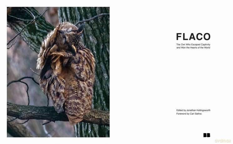 FLACO: The Owl Who Escaped Captivity and Won the Hearts of the World - Jonathan Hollingsworth [KSIĄŻKA]